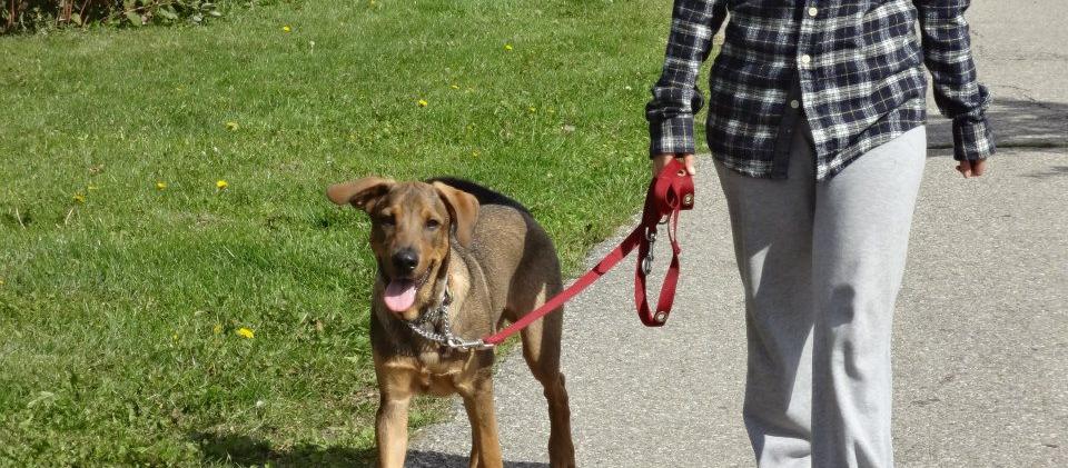 Dog Friendly Brampton, ON