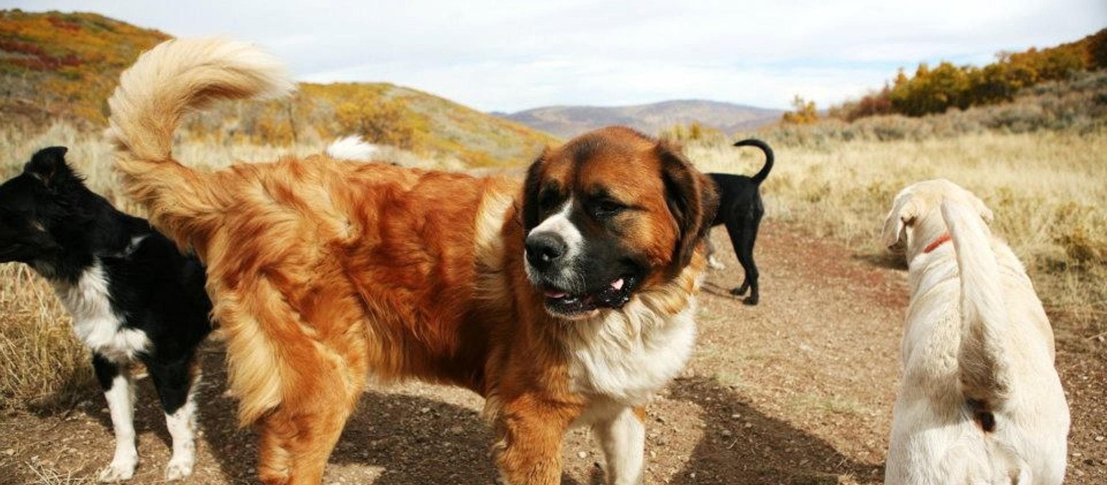 Hank $ Bullitt's K9 Adventures Hank $ Bullitt's K9 Adventures