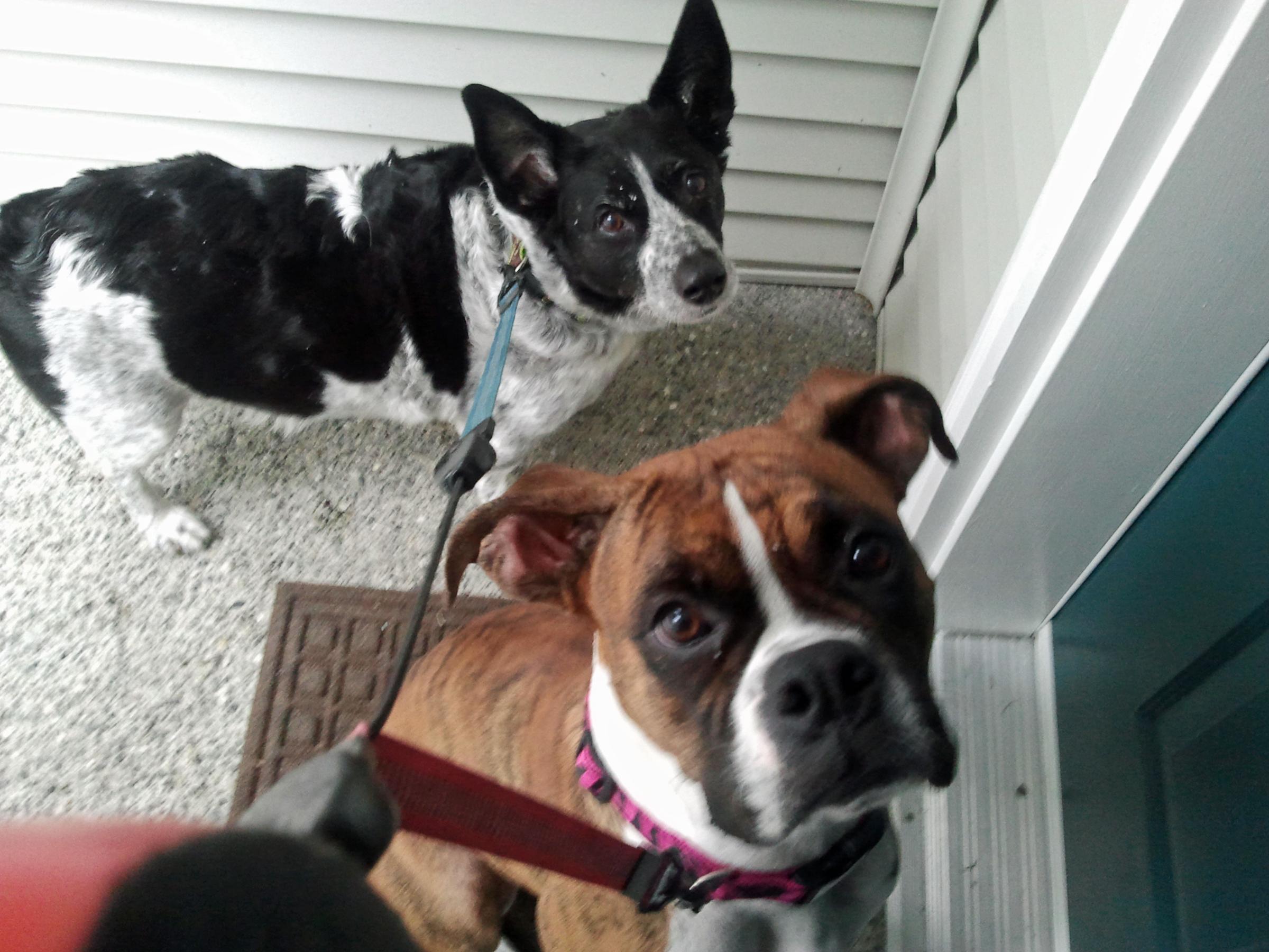 Directory Of Pet Sitters Dog Walkers In Everett Wa Bringfido