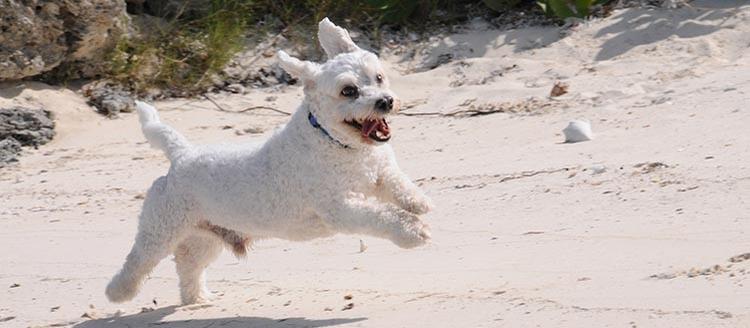 Dog Friendly Turks and Caicos