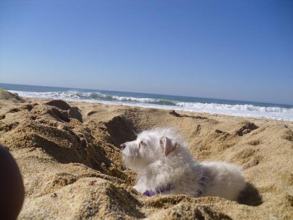 Dog Friendly Half Moon Bay Ca