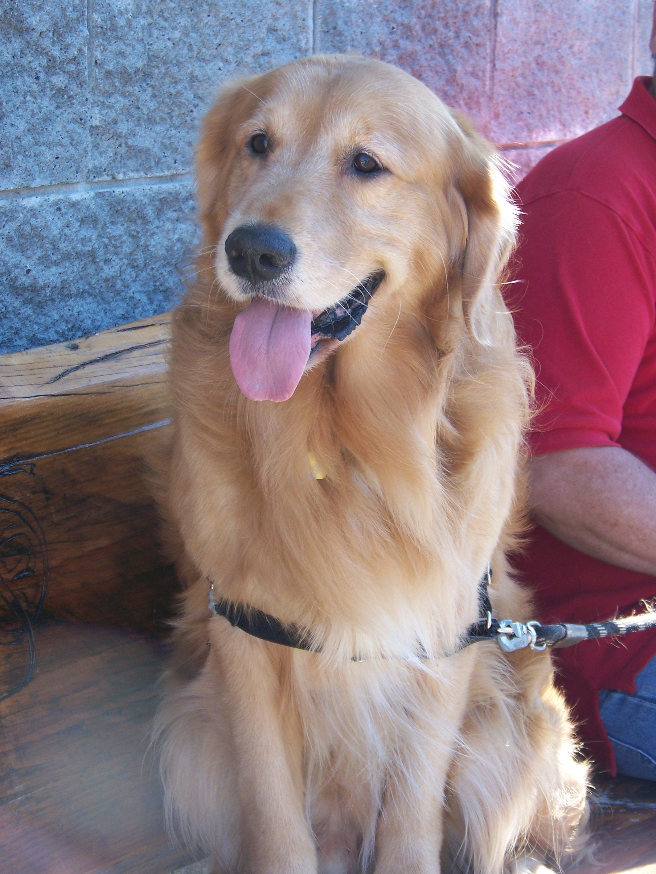 Dog Friendly Blue Ridge, GA - BringFido