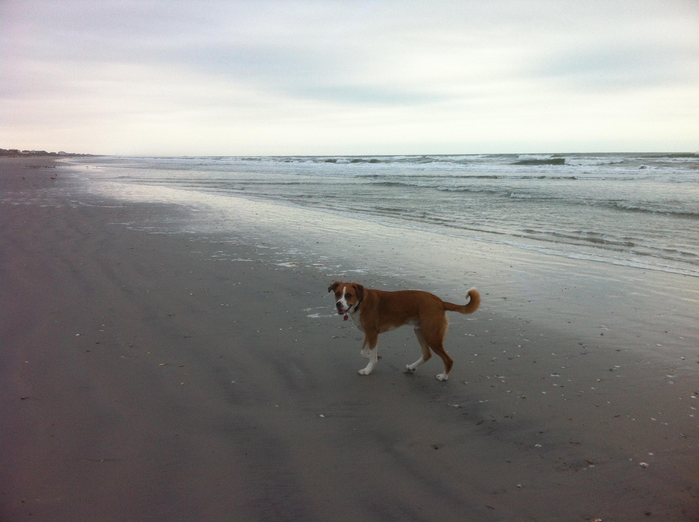 are dogs allowed at north topsail beach