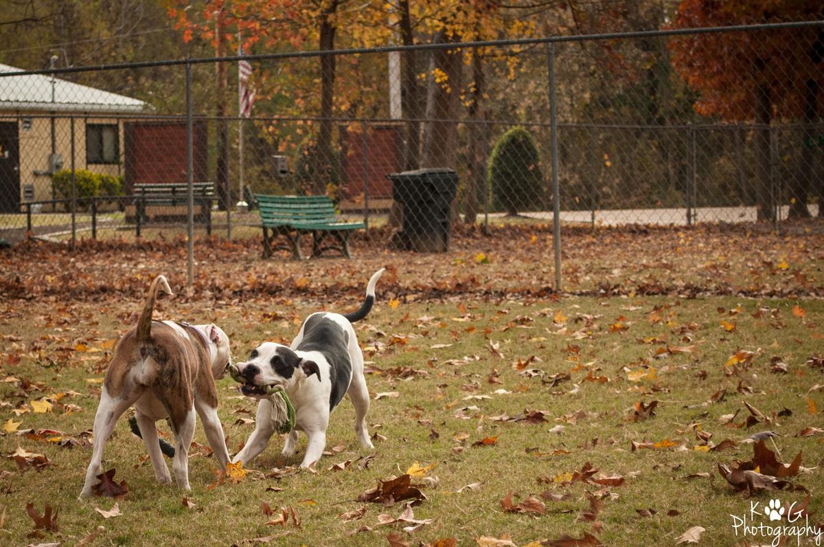 Bartlett Dog Park