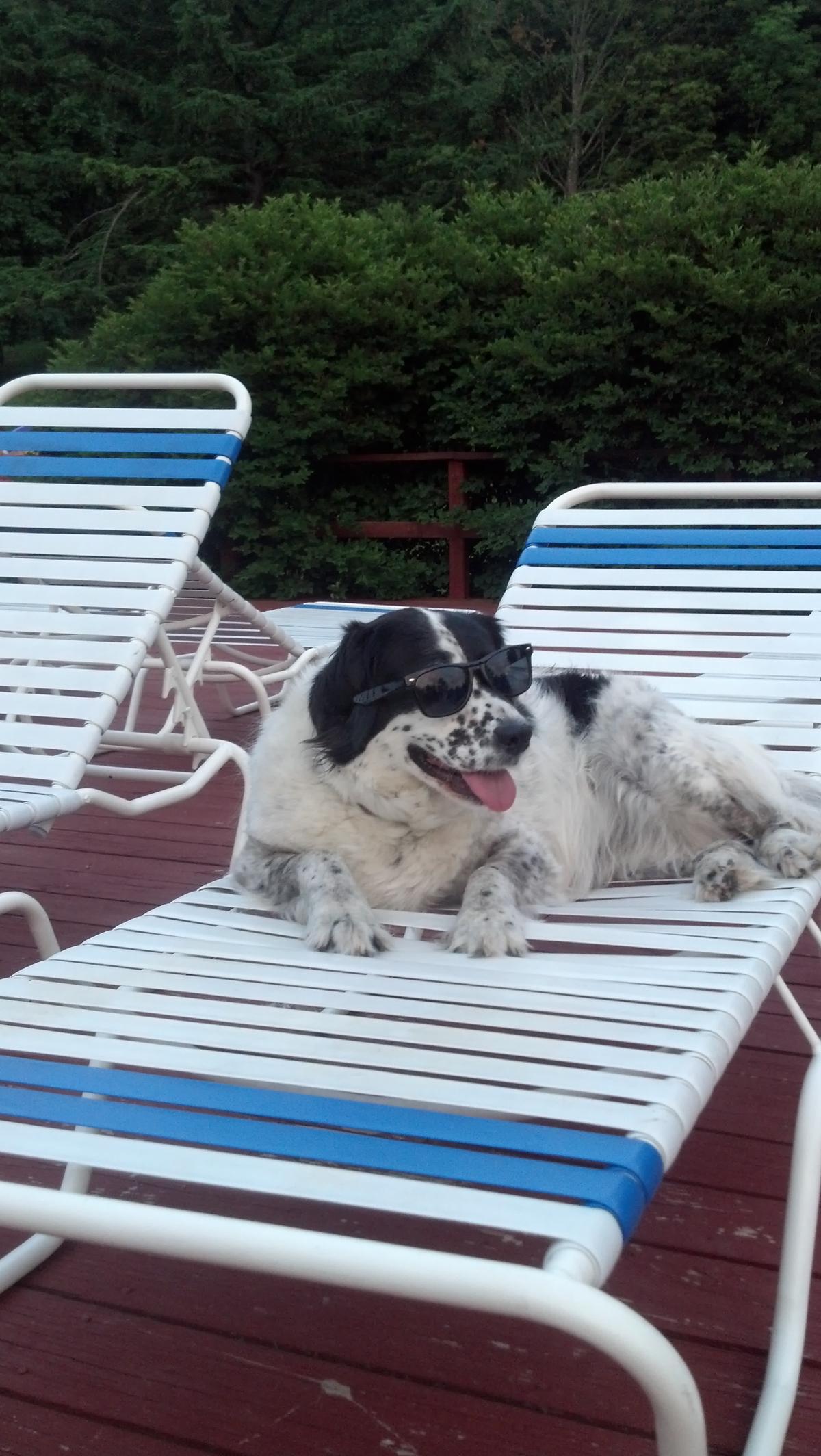 Daisy Dog