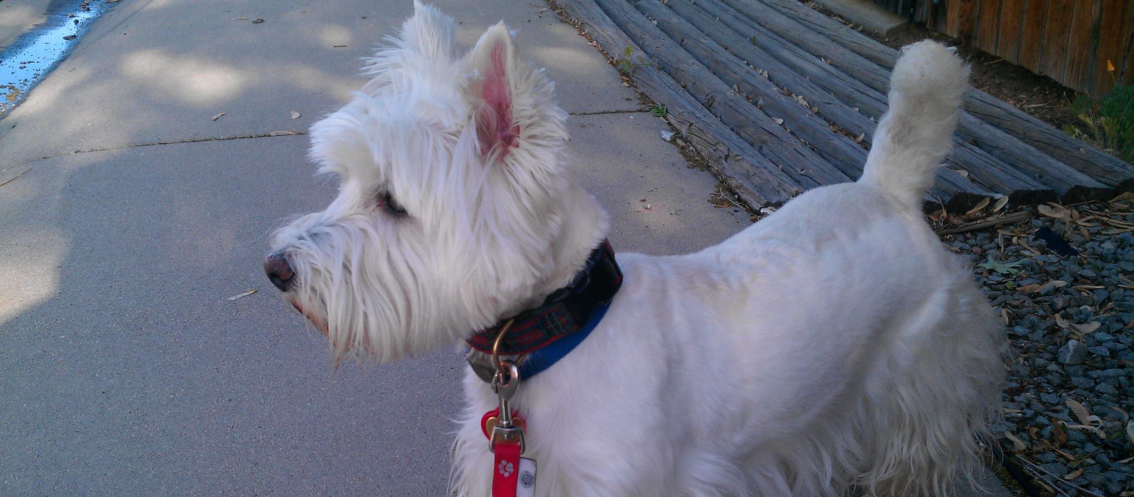 Wings and Whiskers provides pet siting and walking services. Wings and Whiskers provides pet siting and walking services.