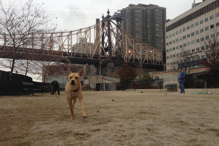 Pet Friendly Dog Run at East River Esplanade South