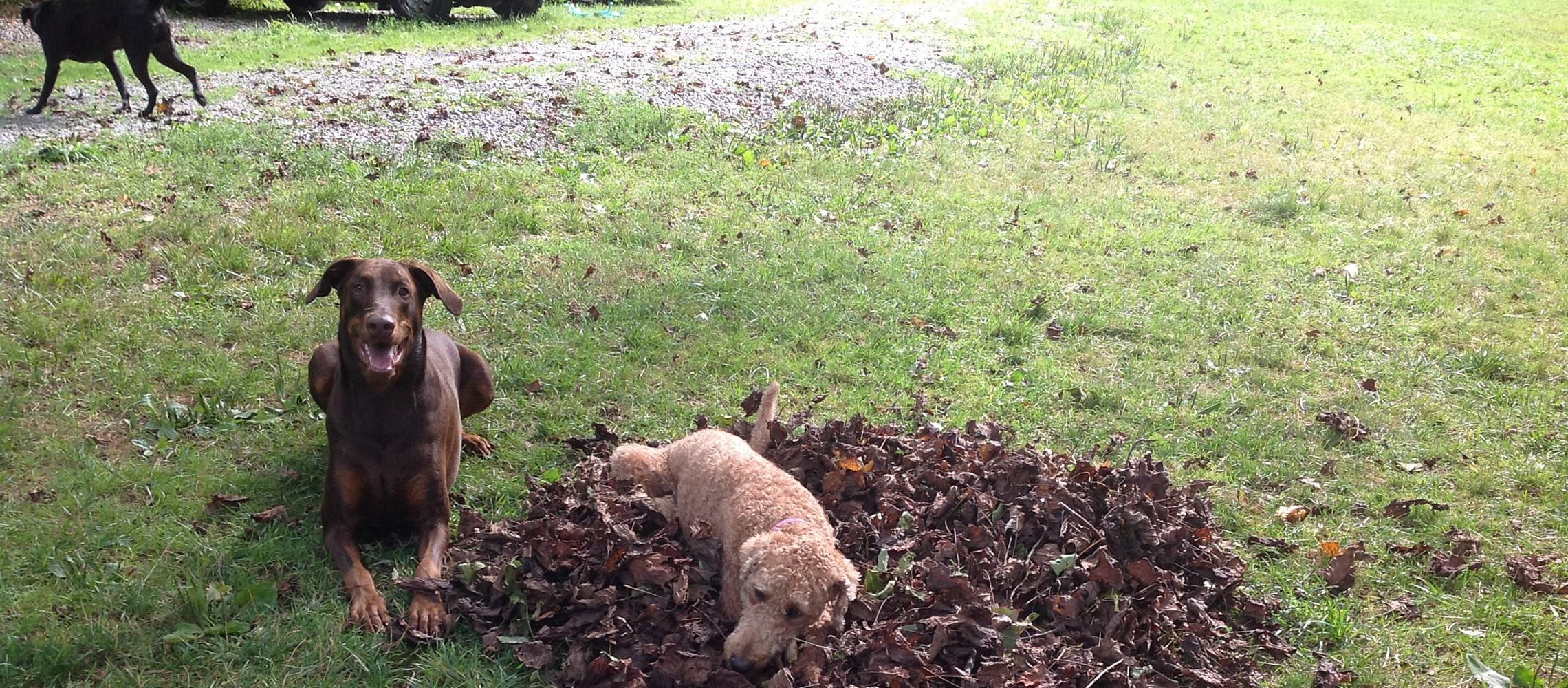 Doggone Farm Doggone Farm