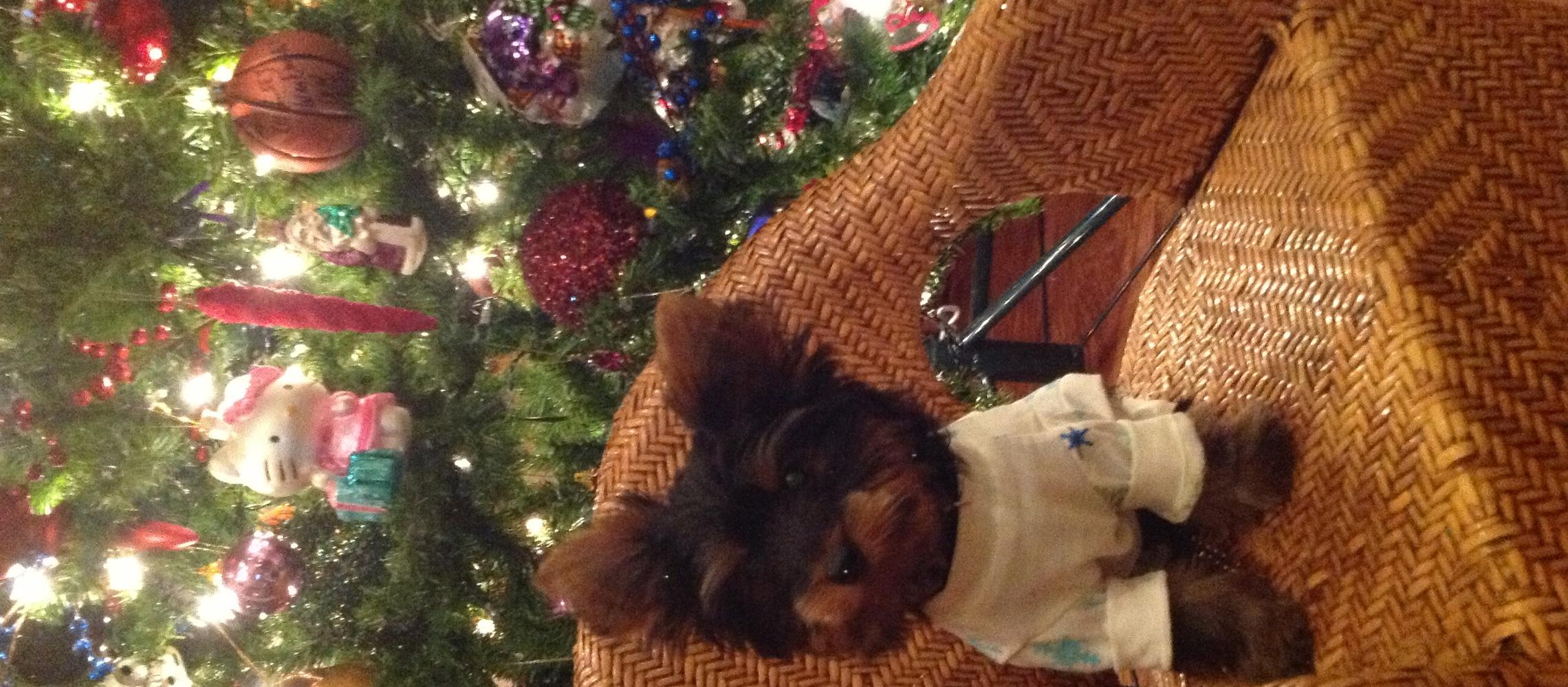 Dog Friendly Opelika, AL