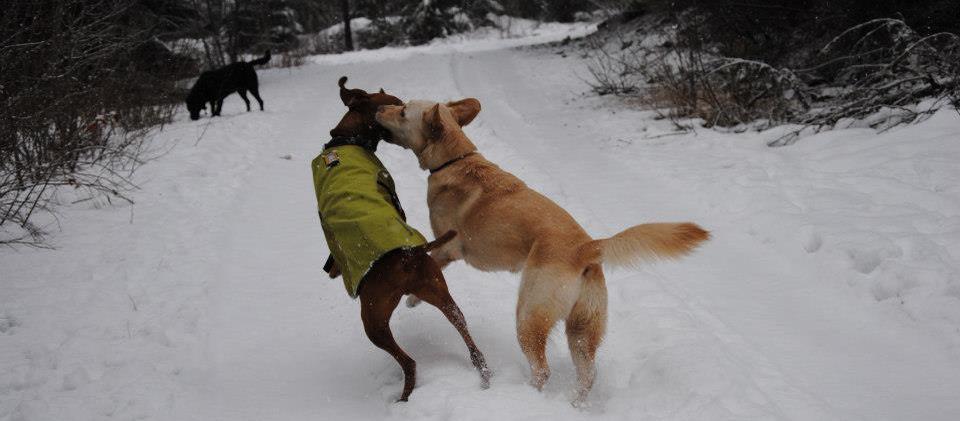 Alpine Dogs Alpine Dogs