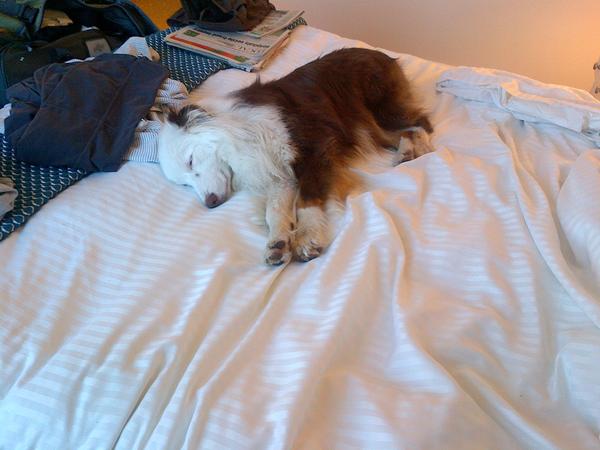 Dog Friendly Hotels St Pete Beach Dog Friendly Hotels St Pete Beach
