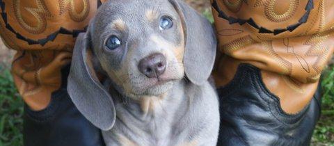 Dog Friendly Springfield Il Bringfido