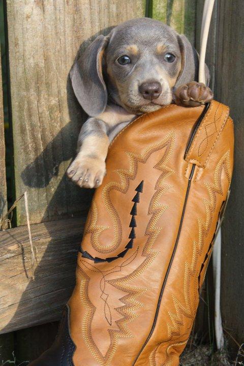 Elsie in a boot!