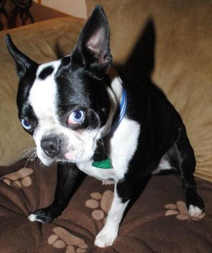 Midamerica Boston Terrier Rescue