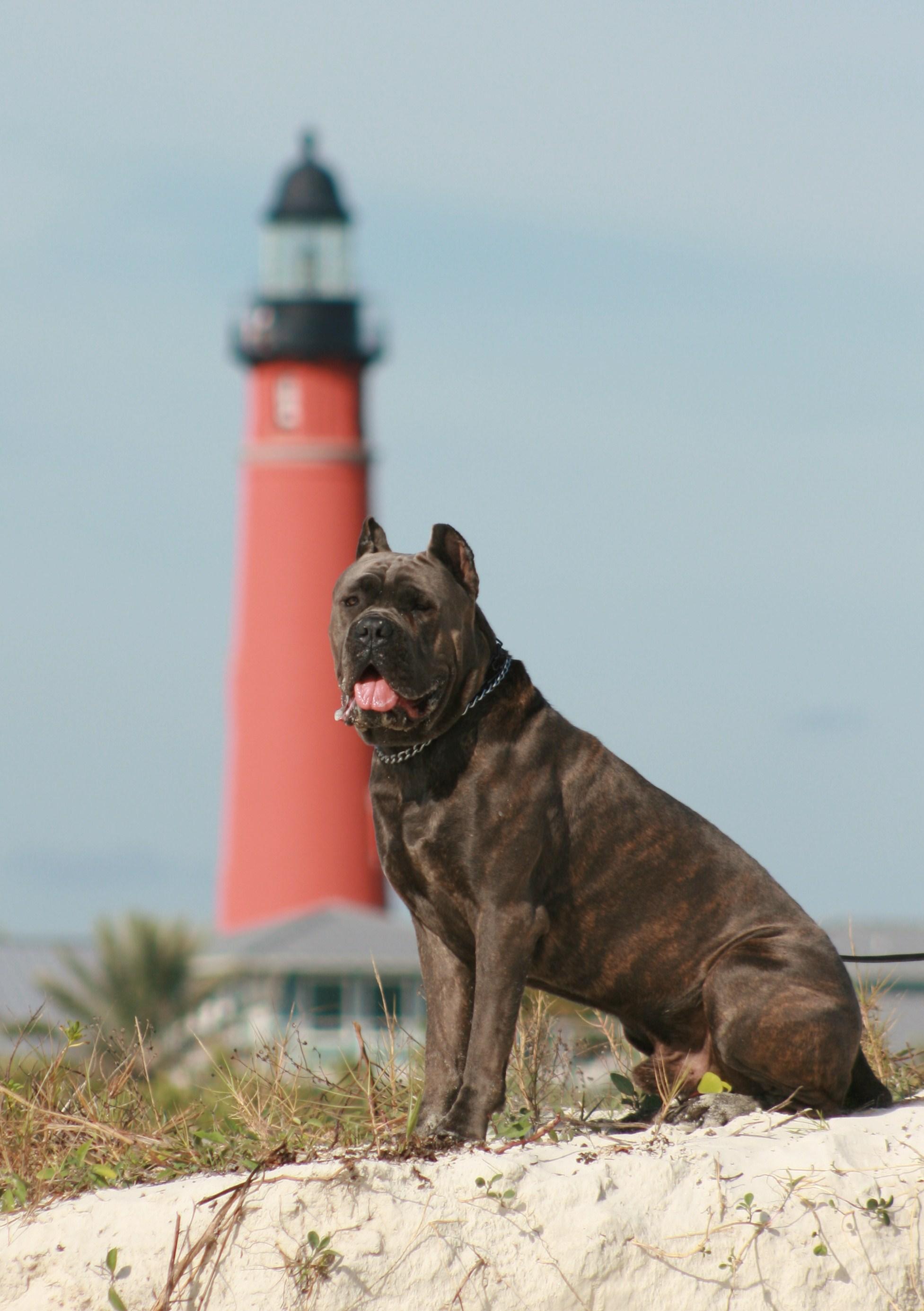 does ponce inlet allow dogs