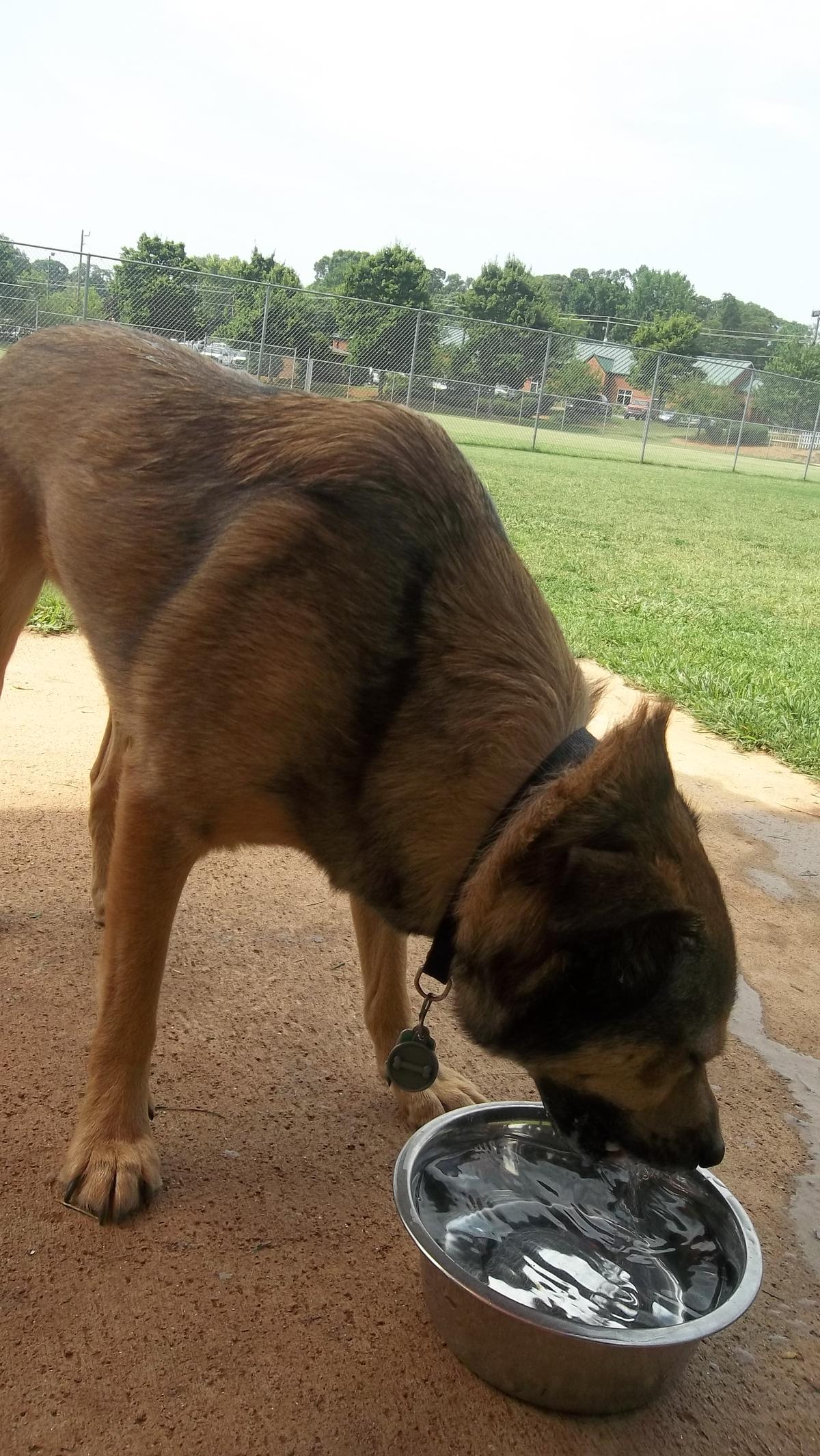 sweat mountain dog park