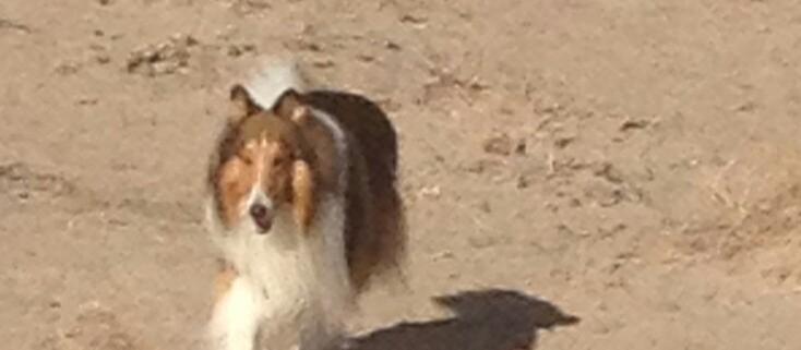 Dog Friendly Fallon, NV