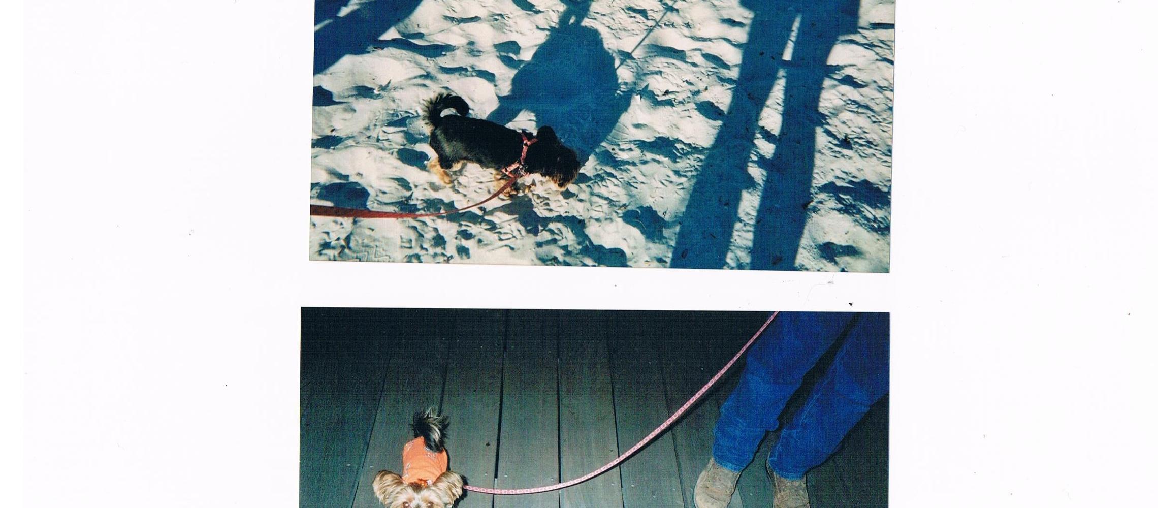 Dog Friendly Madeira Beach, FL
