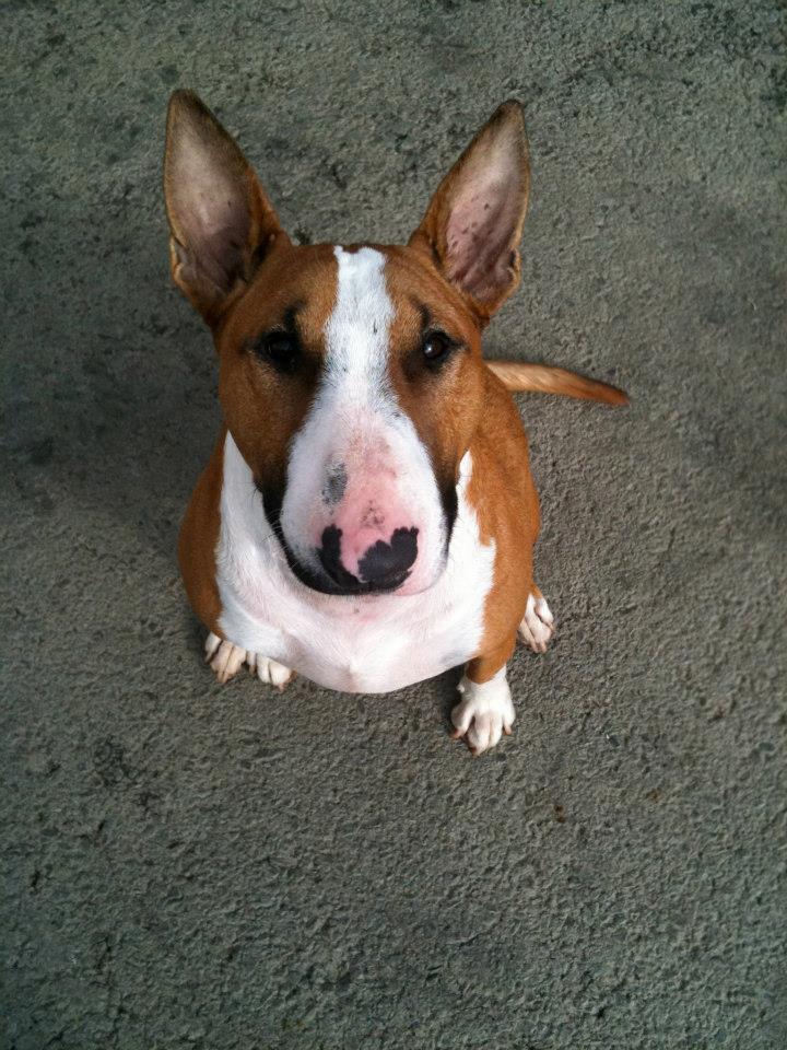 riverside dog boarding