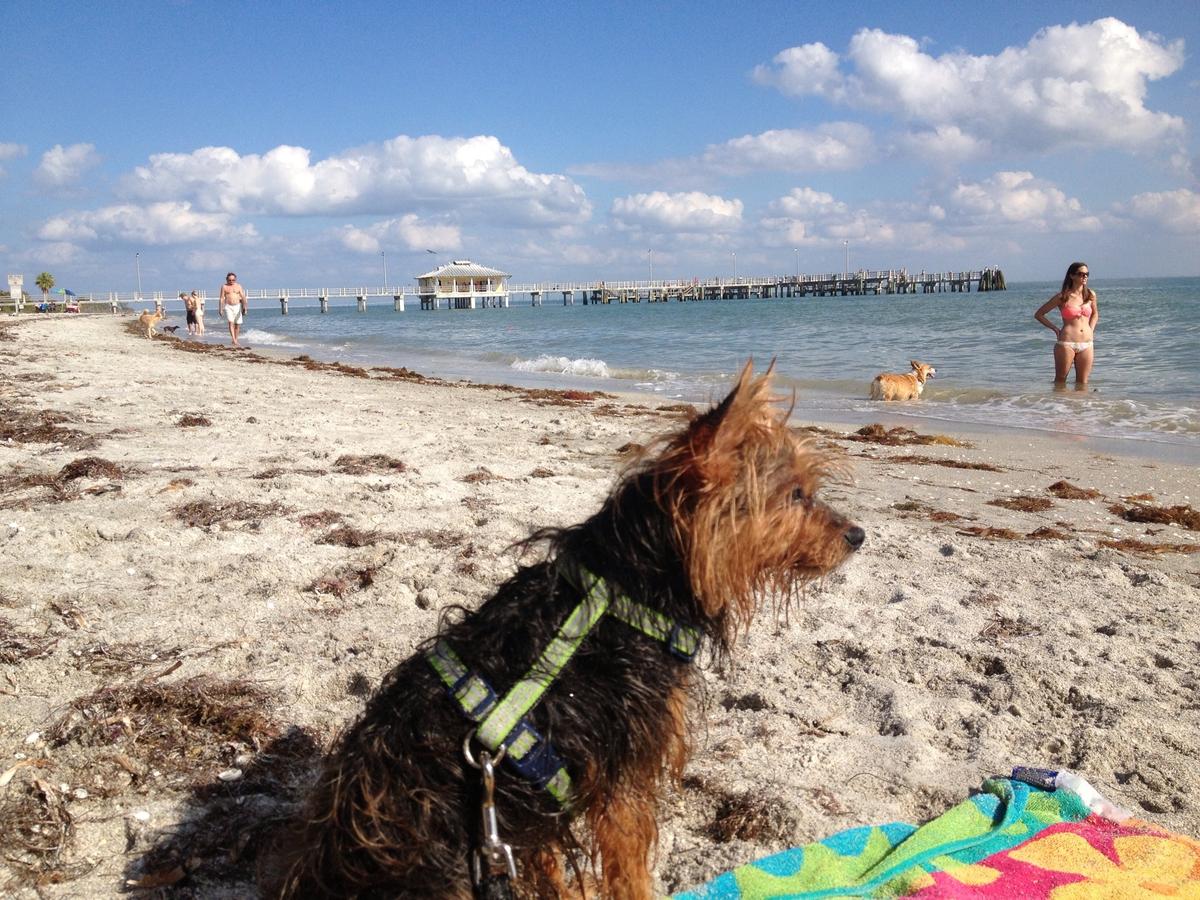 la playa de fort desoto permite perros