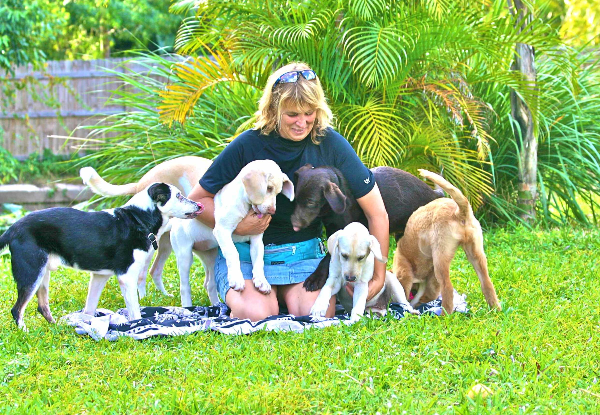 Pet Friendly All Good Dog Training And Playcare