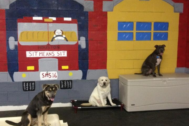 Pet Friendly Sit Means Sit Dog Training West Houston
