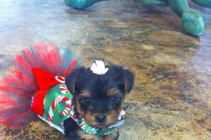 Directory Of Dog Grooming In Texas Bringfido