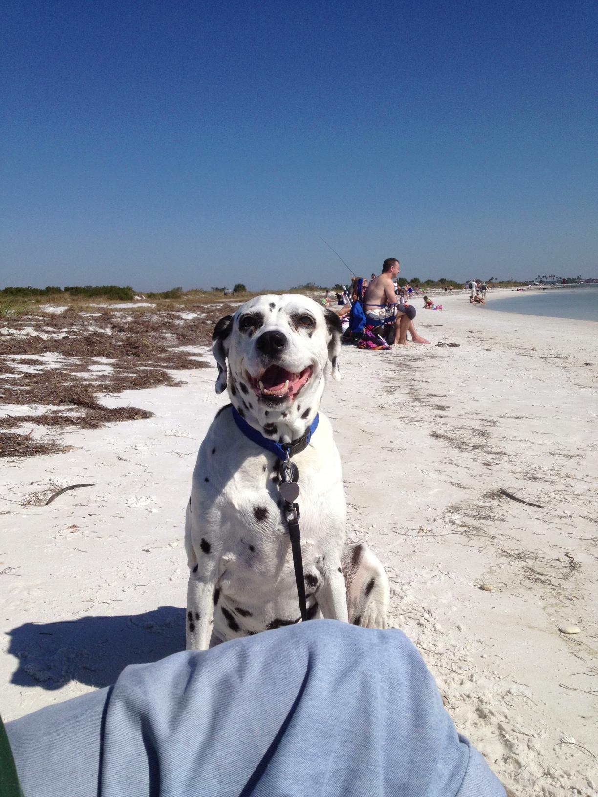 Pet-Friendly Vacations  Visit St Petersburg Clearwater Florida