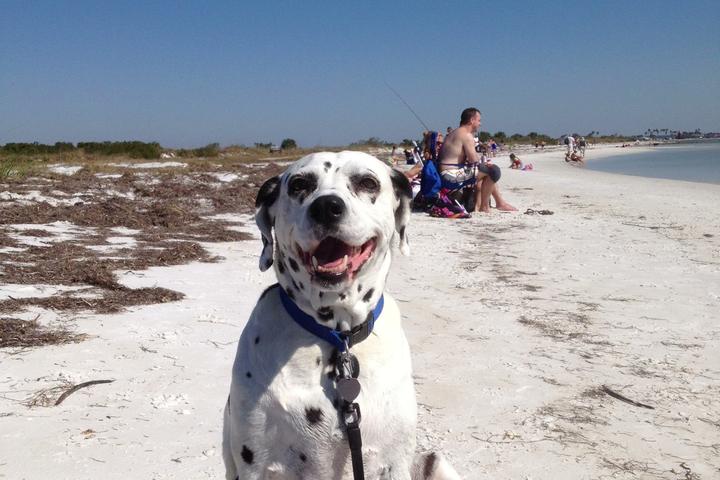 Pet Friendly Honeymoon Island State Park