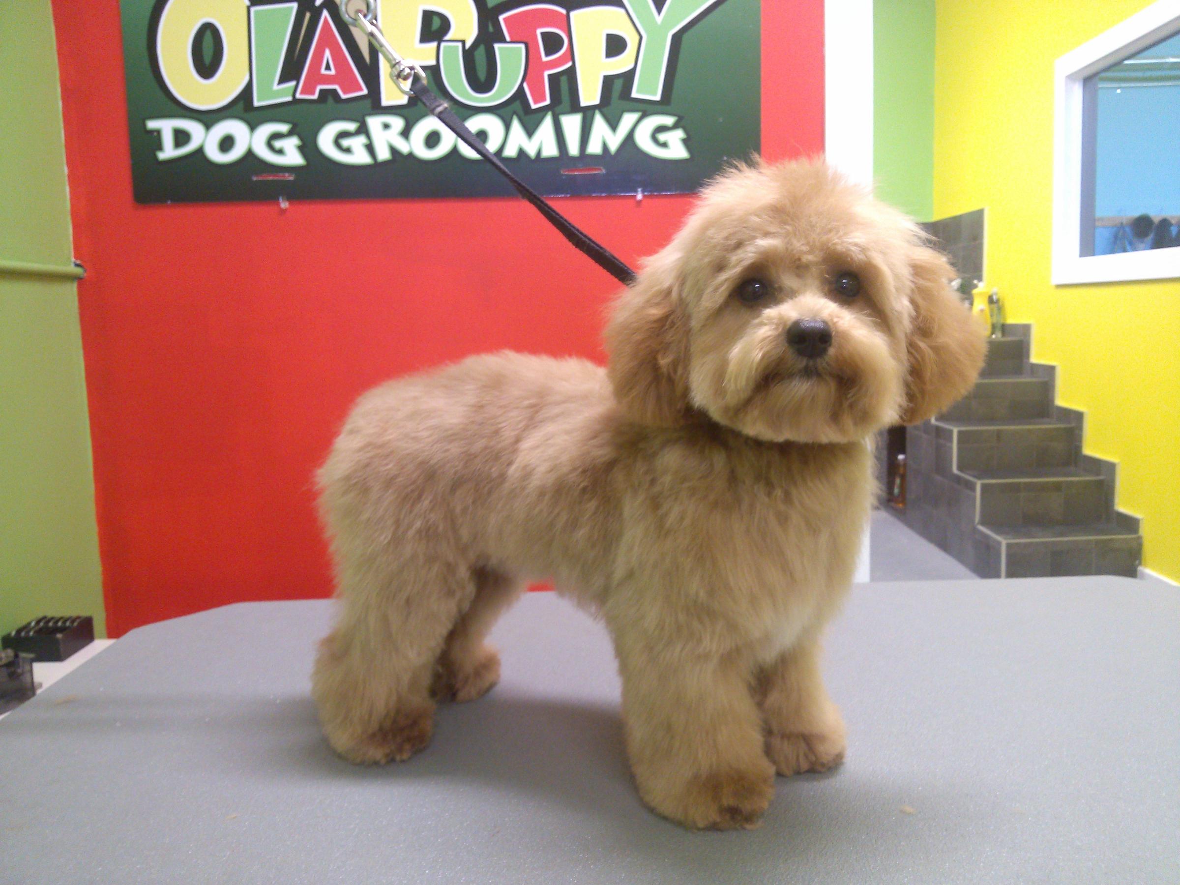 Pet Friendly Ola Puppy Dog Grooming