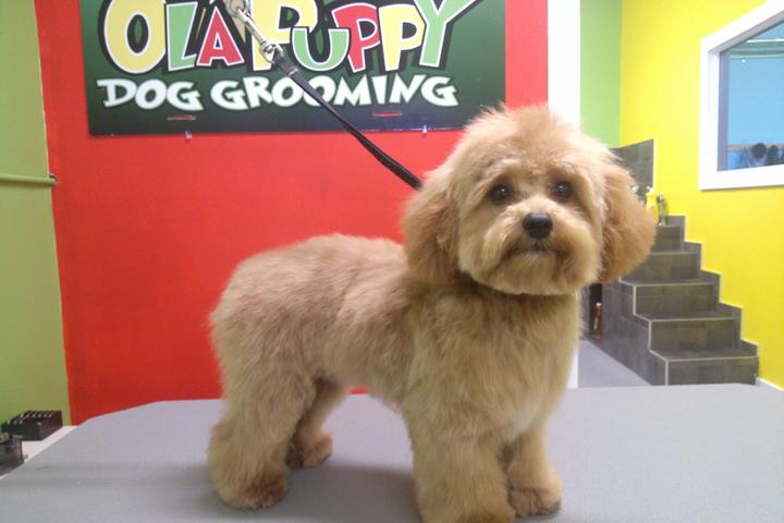 Pet Friendly Ola Puppy Dog Grooming