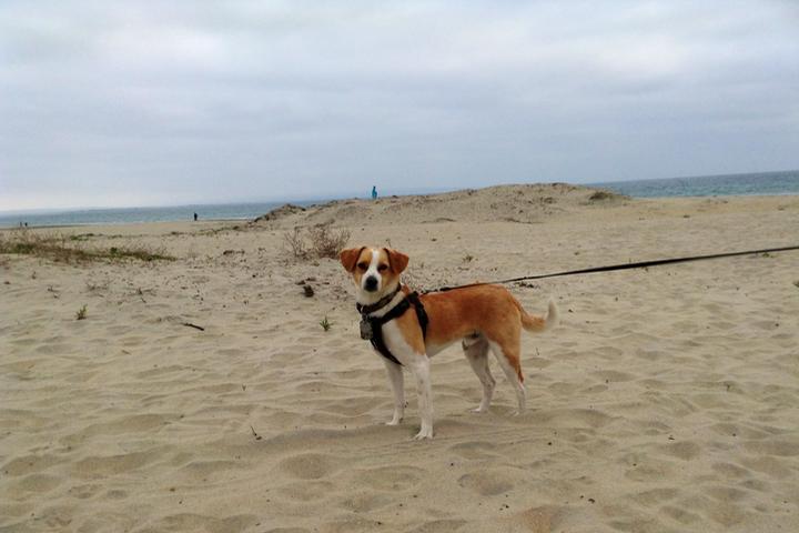 Pet Friendly Coronado Dog Beach