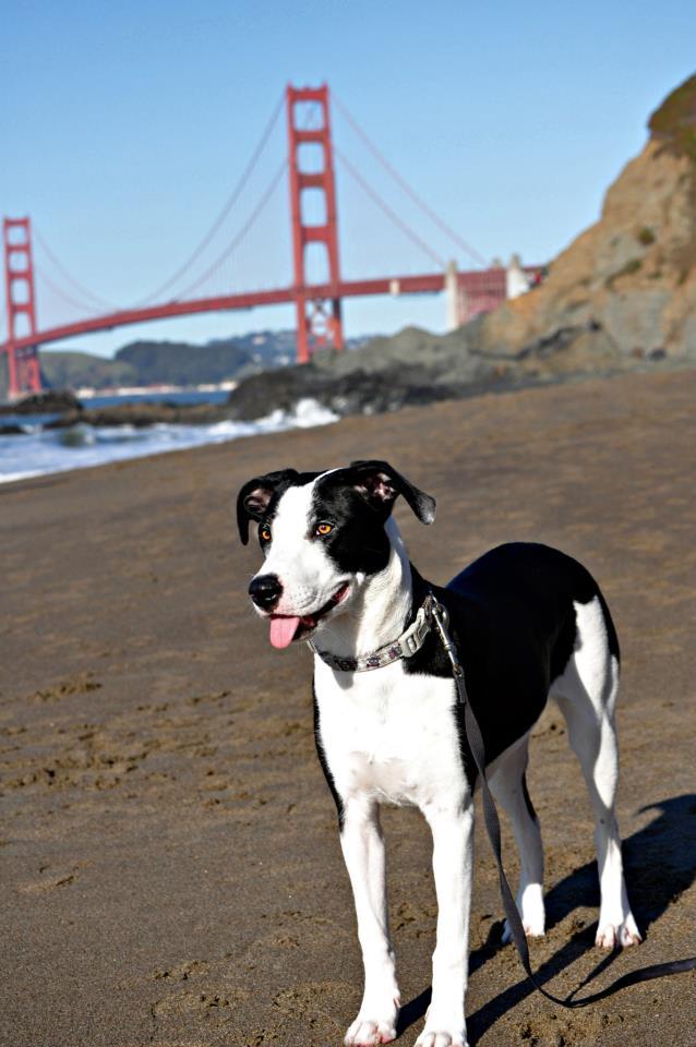 Best Places for Dogs in the Bay Area