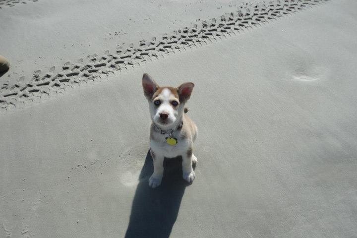 Pet Friendly Hunting Island State Park