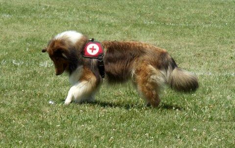 Pet Friendly Dogsports,Training &Tracking