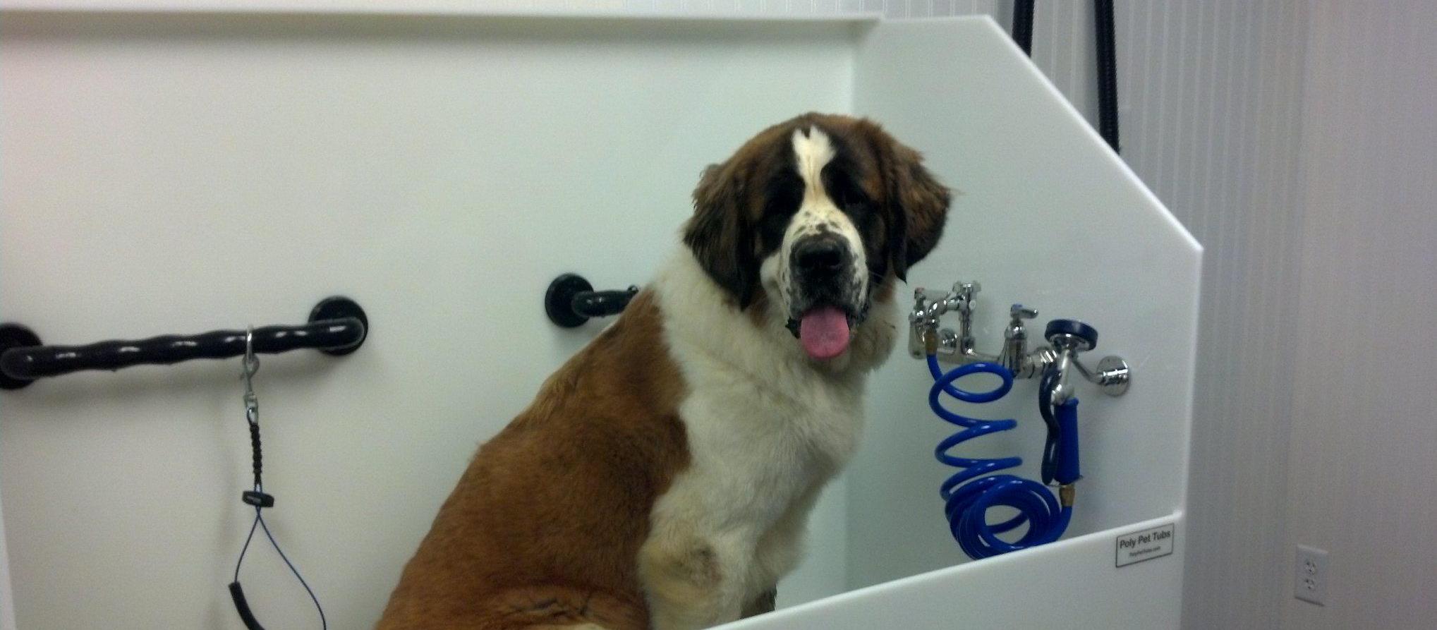 Dog Friendly Madisonville, KY