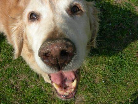 Jim Thorpe Pet Adventures