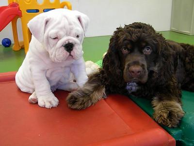 Activity Based Daycare is Fun for Your Dog! - Wags & Wiggles