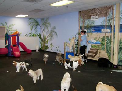 Pet Friendly Wags & Wiggles Dog Daycare & Training Center