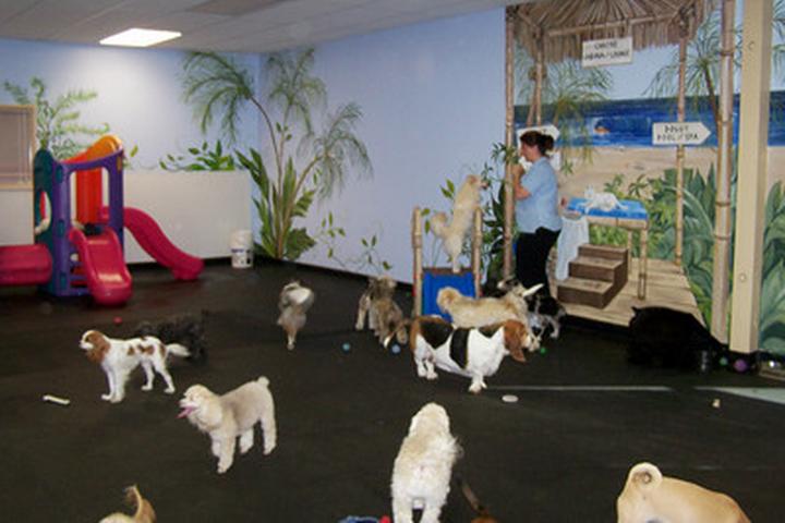 Pet Friendly Wags & Wiggles Dog Daycare & Training Center