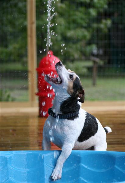 pawsome doggy daycare