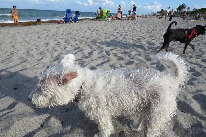 Pet Friendly Dog Beach of Hollywood