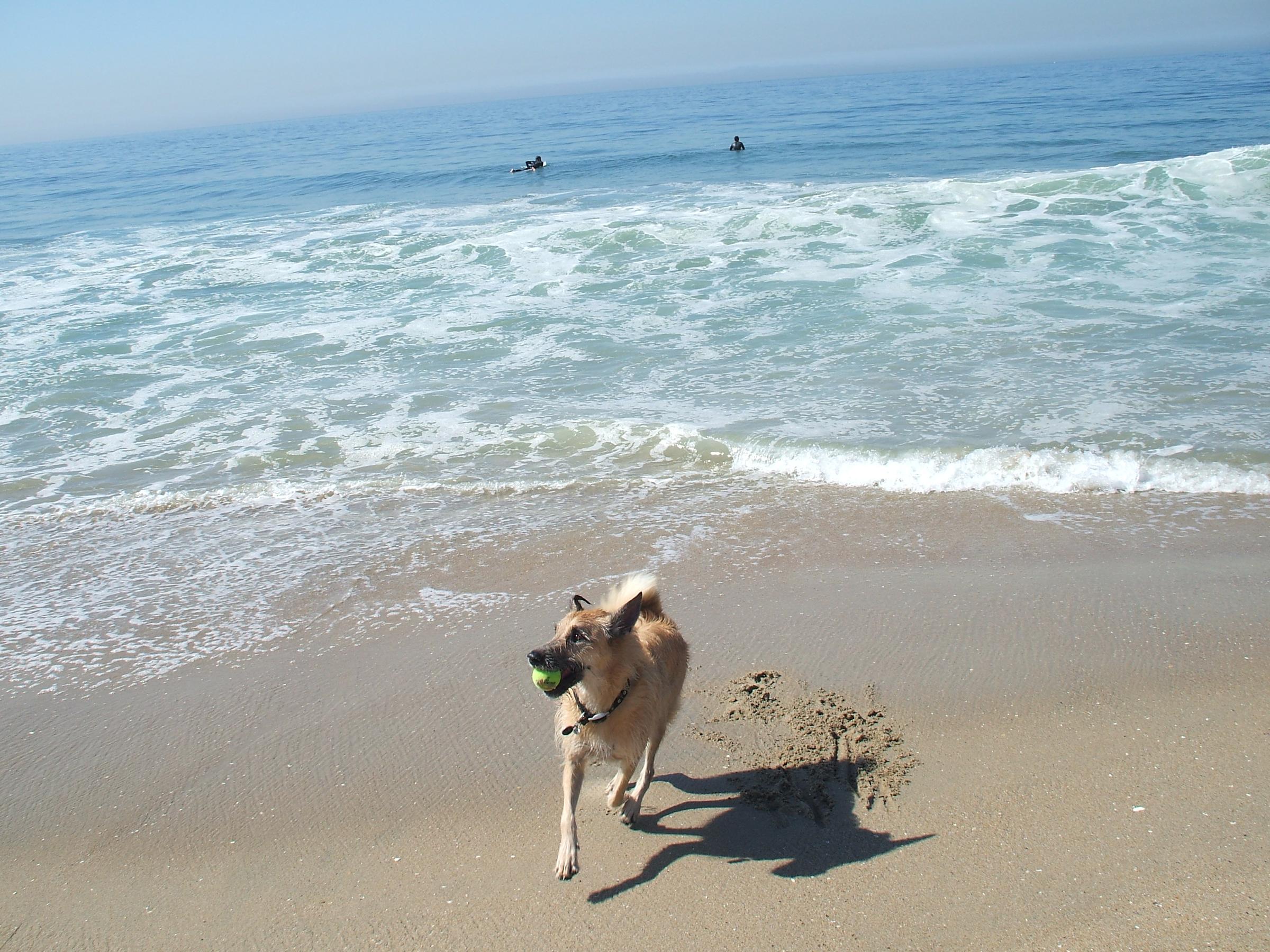 are dogs allowed in huntington beach