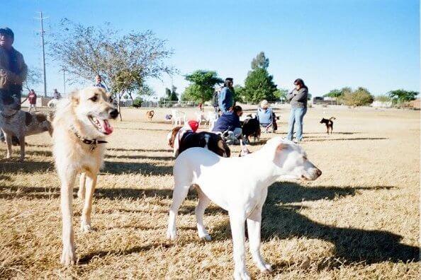 Rose Mofford Sports Complex Dog Park