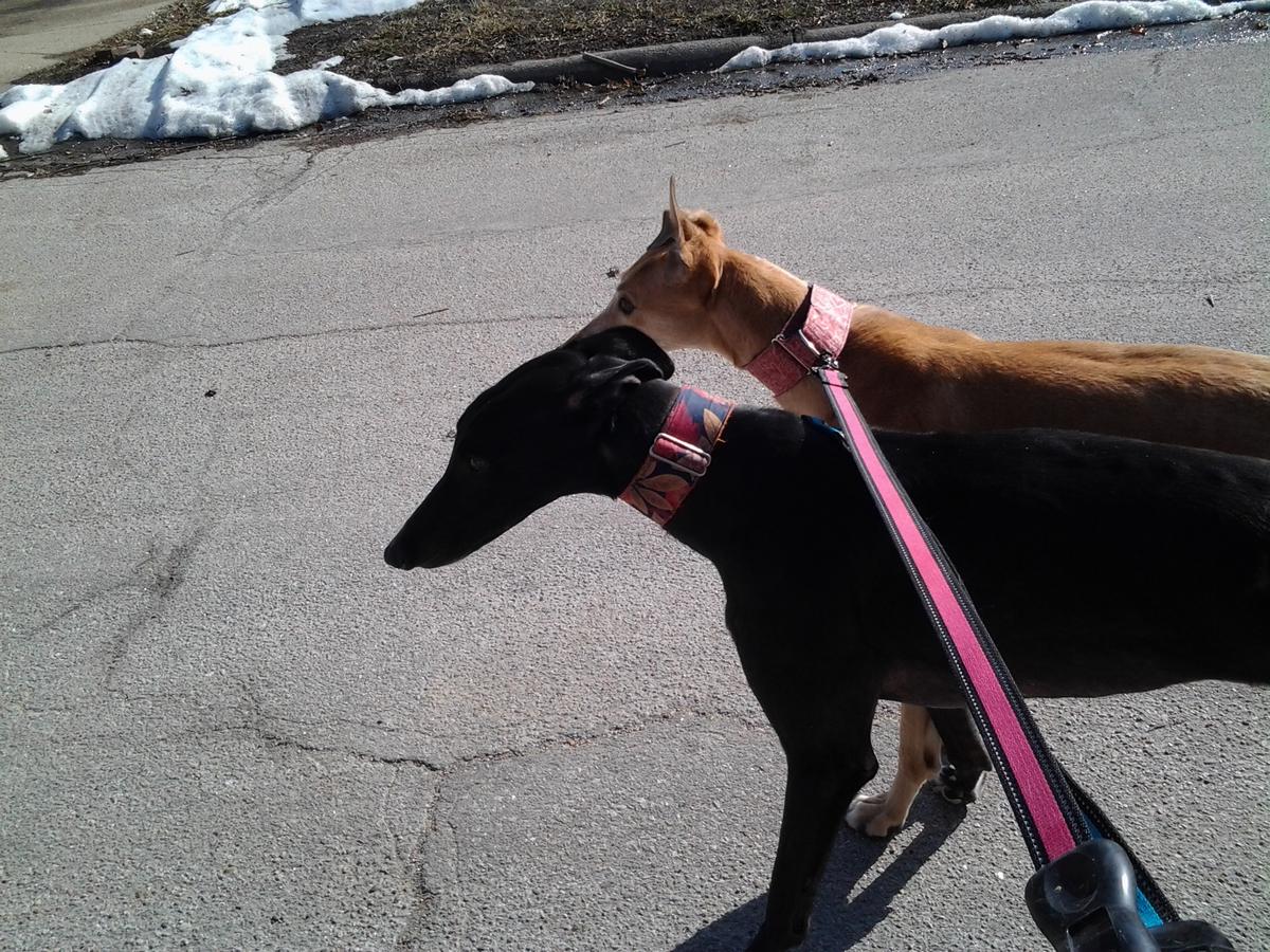 oodles of poodles dog grooming