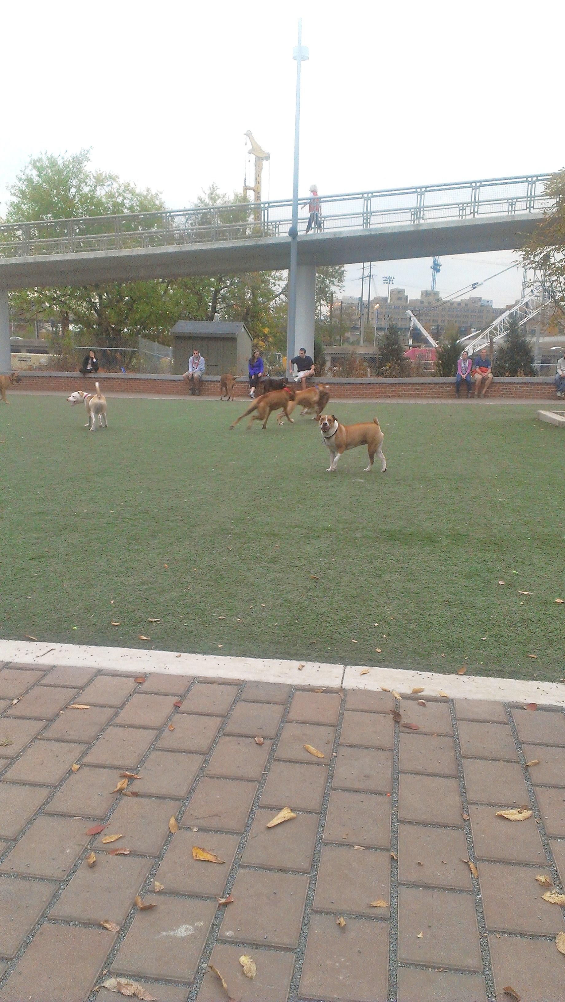 how do you introduce a puppy to the dog park