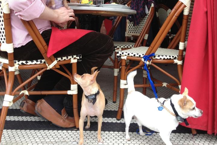 Dog Friendly Restaurants In Dallas Tx - Bringfido