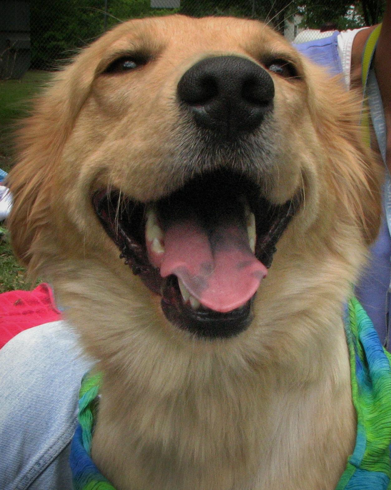 BringFido to Cinco de Mayo Pooch Parade