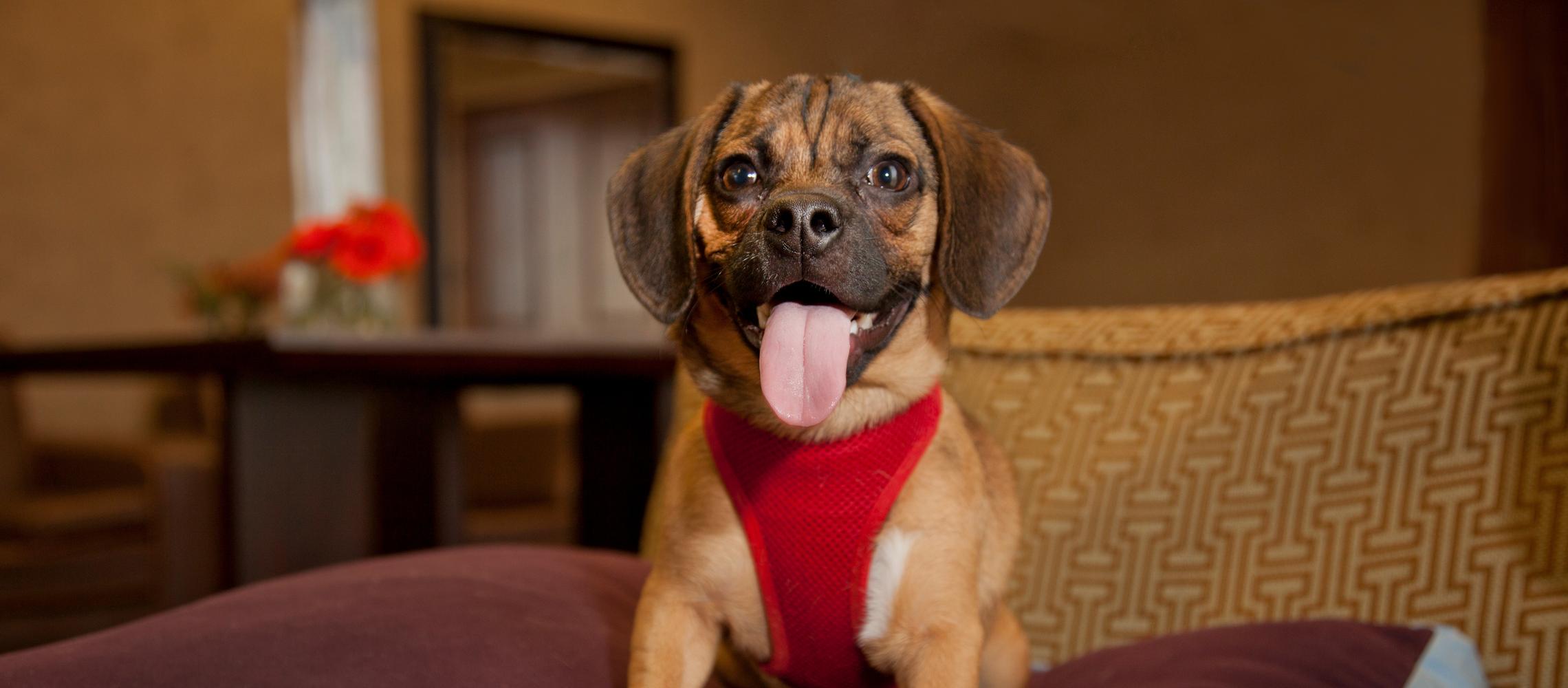 Dog Friendly Jeffersonville, IN