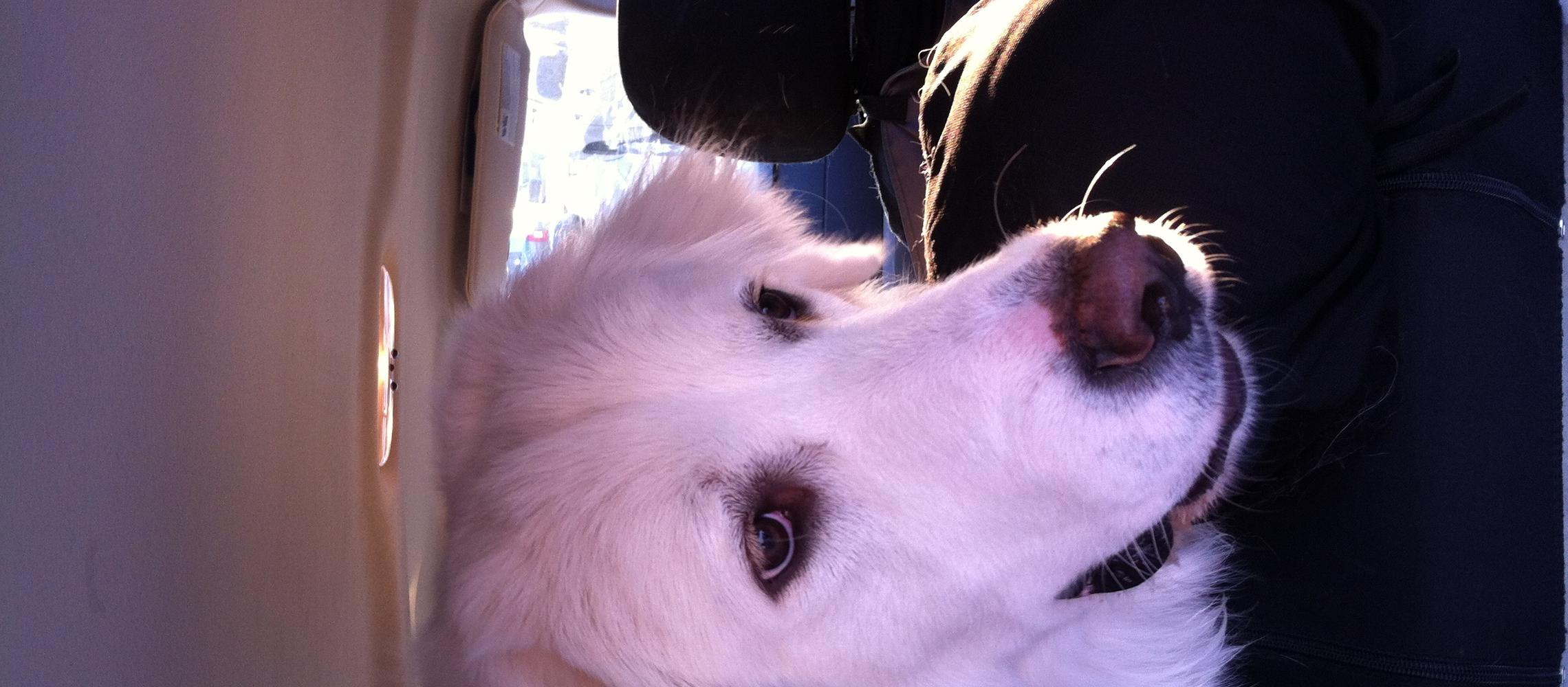 Dog Friendly Victoria Tx Bringfido